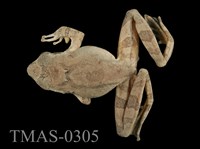 藏品(艾氏樹蛙)的圖片